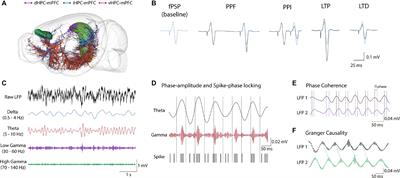 Neuromodulation of Hippocampal-Prefrontal Cortical Synaptic Plasticity and Functional Connectivity: Implications for Neuropsychiatric Disorders